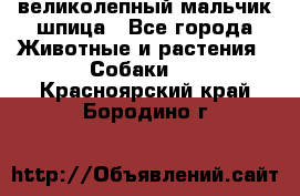 великолепный мальчик шпица - Все города Животные и растения » Собаки   . Красноярский край,Бородино г.